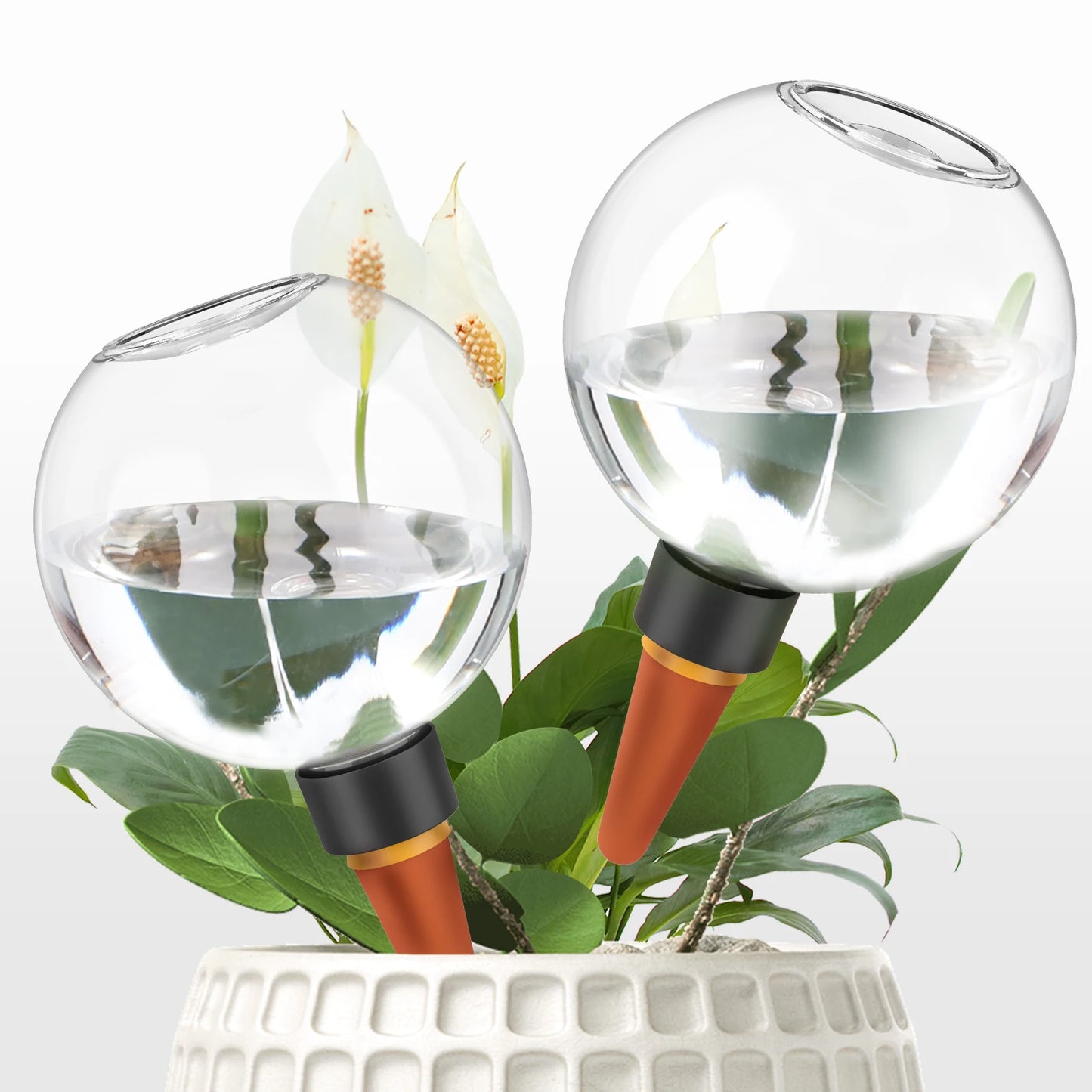 Bumi Bulb
